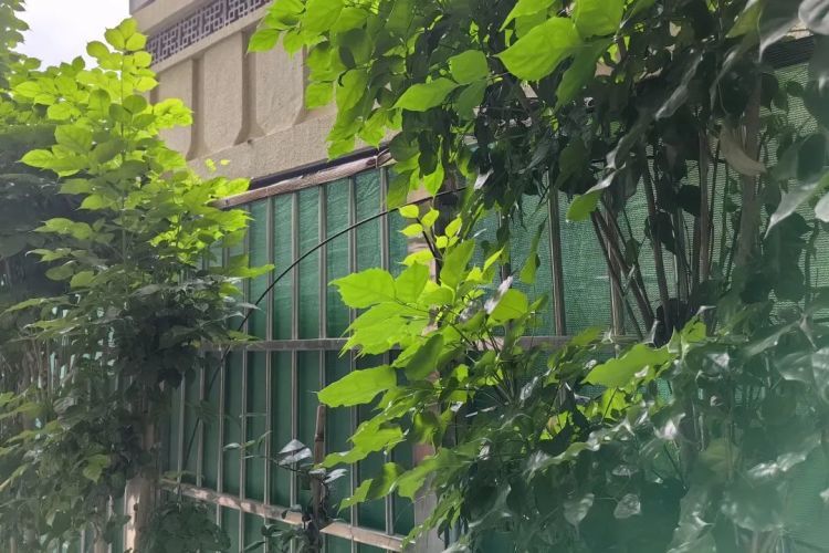 占用露台安装围栏，是否属于违建？
