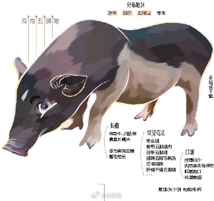 海南这种长着“五只脚”的猪，真香！