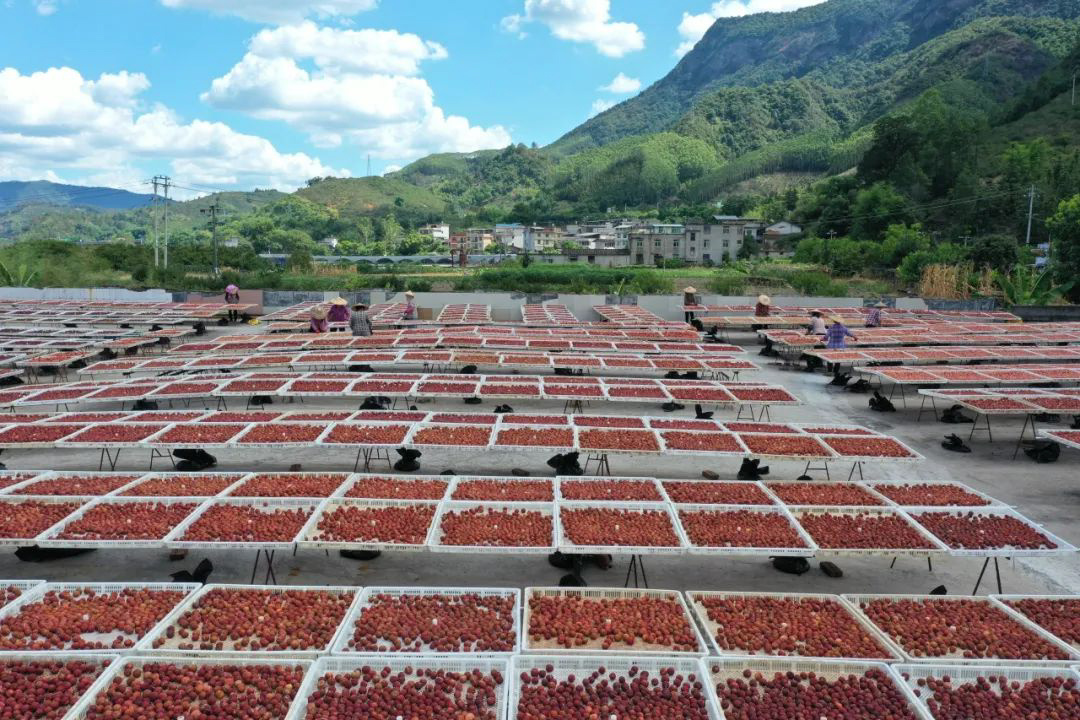 央视聚焦永泰李梅产业特色发展之路 央视聚焦永泰李梅产业特色发展之路