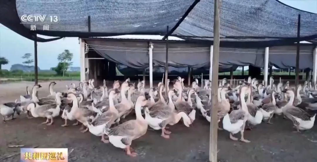 广东人追求的“鲜”,有了“科技味” 广东人追求的“鲜”,有了“科技味”