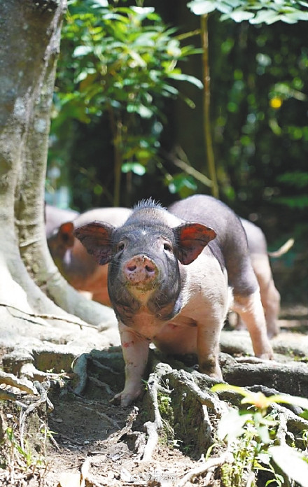 海南这种长着“五只脚”的猪，真香！