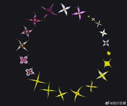 汶川父子两代人在废墟上打造植物王国