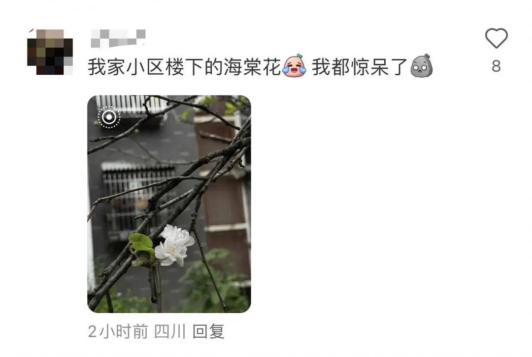 “桂花不开樱花开,成都9月有点怪”,专家解读玉兰、蓝花楹等二次盛开→ “桂花不开樱花开,成都9月有点怪”,专家解读玉兰、蓝花楹等二次盛开→
