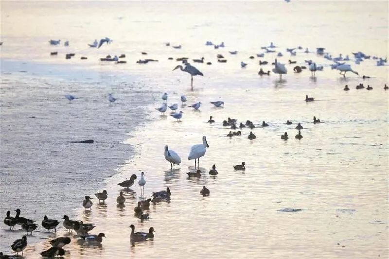 它们跨越1万多公里,来大湾区“增肥” 它们跨越1万多公里,来大湾区“增肥”