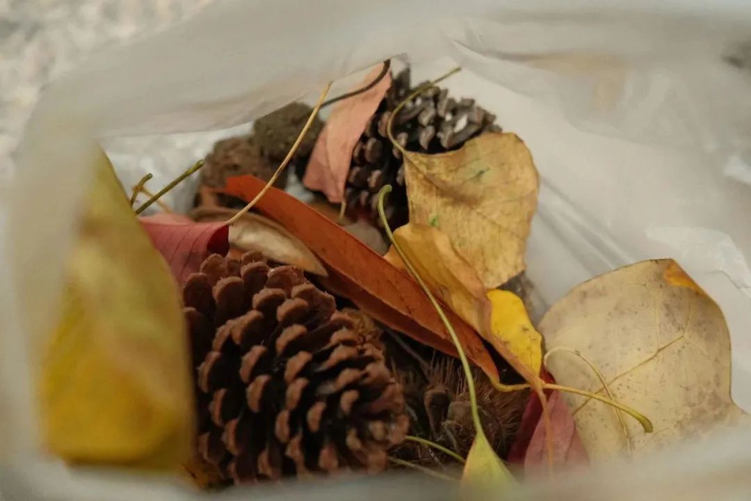 你去“捡秋”了吗？专属i人的精神疗愈法