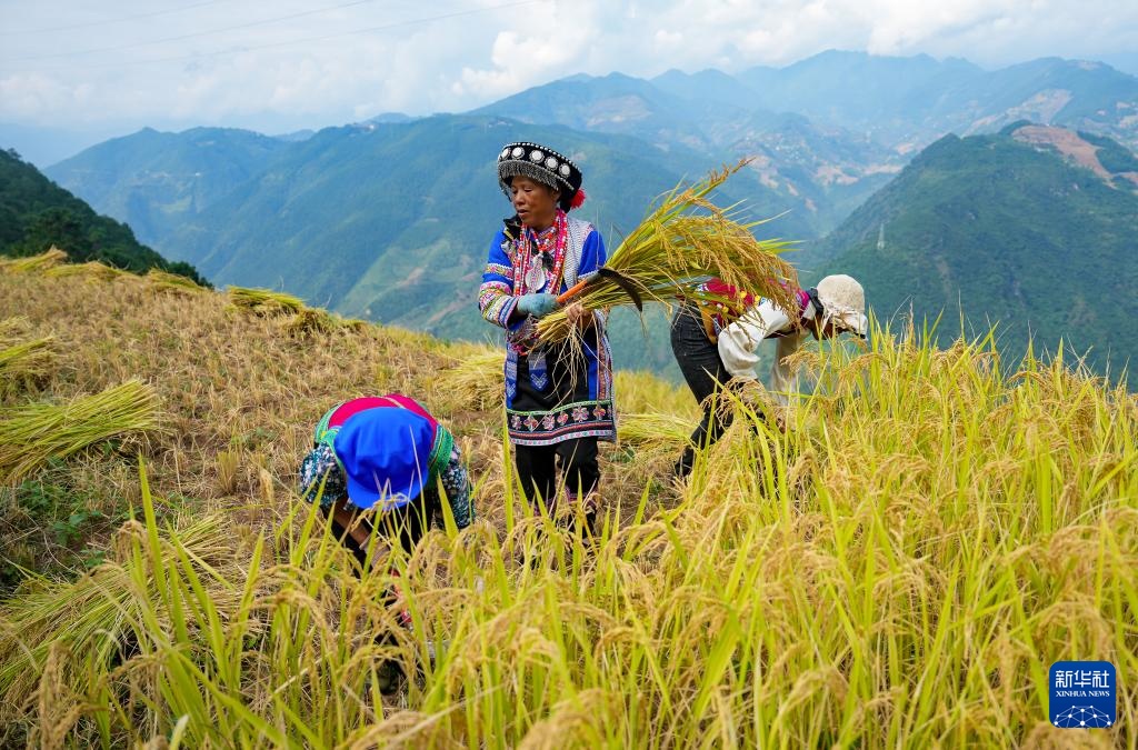 云南怒江：旱地优质稻丰收