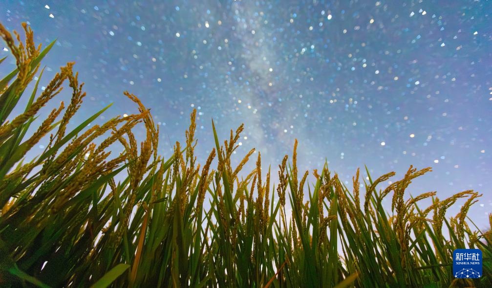 丰收田野“约会”浪漫星空