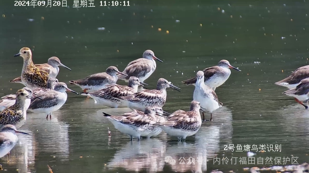 它们跨越1万多公里,来大湾区“增肥” 它们跨越1万多公里,来大湾区“增肥”