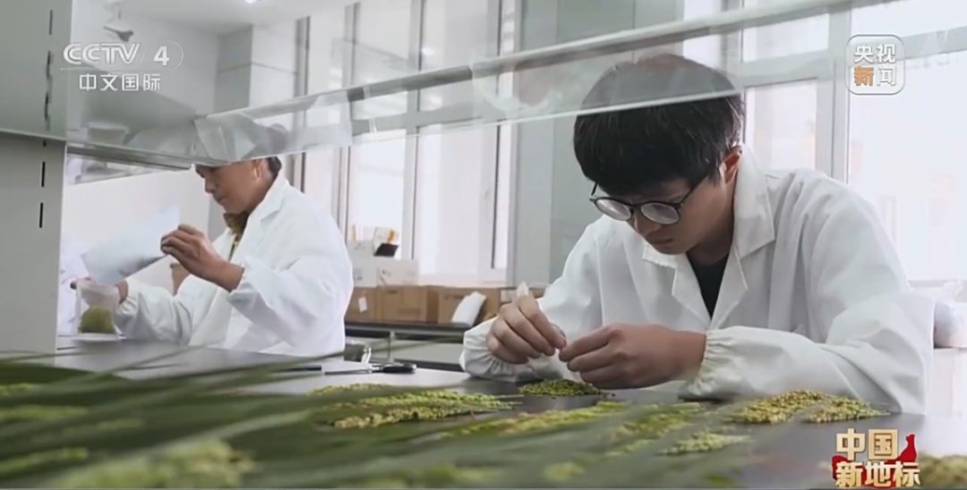 北大荒：发展现代农业 端牢中国饭碗