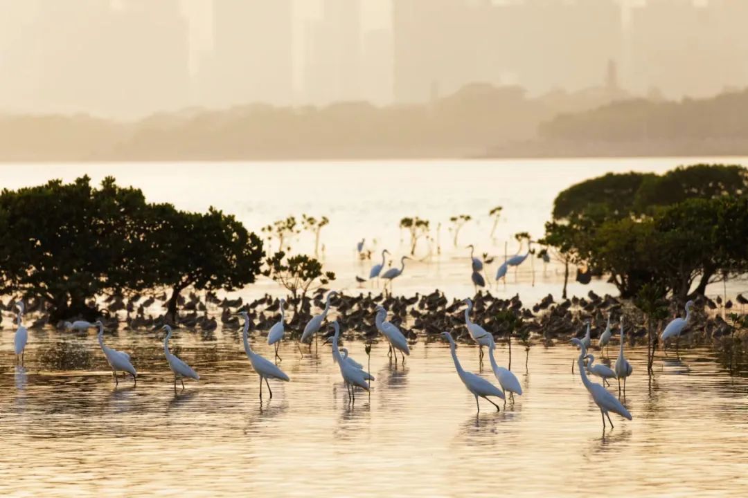 它们跨越1万多公里,来大湾区“增肥” 它们跨越1万多公里,来大湾区“增肥”