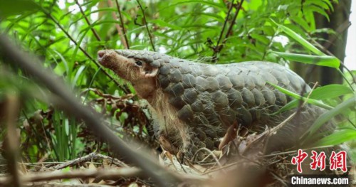 101个洞穴!广东西江烂柯山发现中华穿山甲种群 101个洞穴!广东西江烂柯山发现中华穿山甲种群