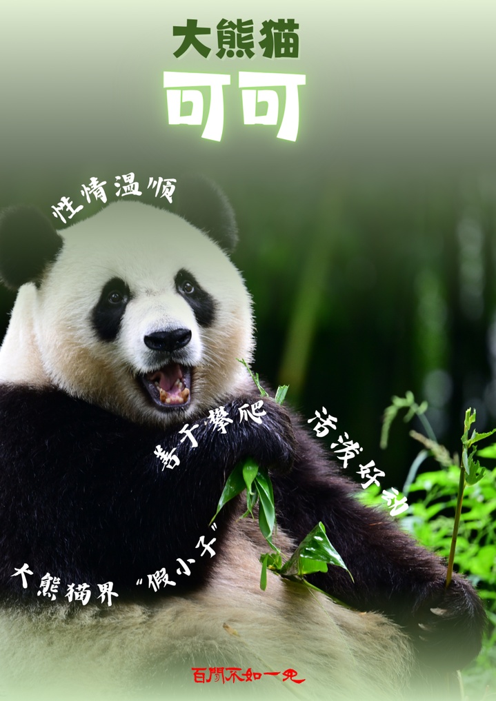 5个关键词揭秘大熊猫赴港全流程