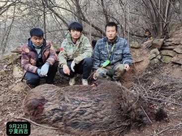 每头奖励2400元！一地公开招募猎捕野猪的“赏金猎人”，预算72万元