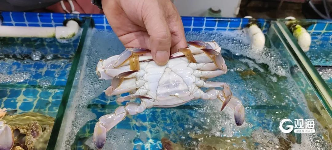 价格“腰斩”，眼下正大量上市！青岛人狂喜：根本吃不够……