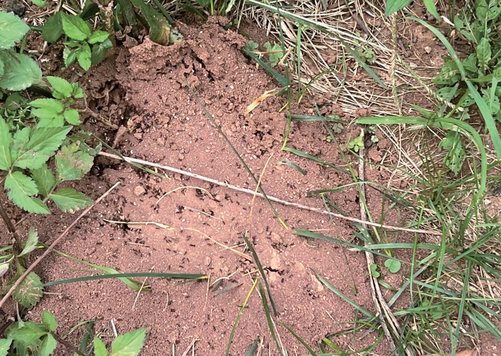 密密麻麻!昆明这个小区绿化带出现数十个红火蚁窝,不少人都被咬伤…… 密密麻麻!昆明这个小区绿化带出现数十个红火蚁窝,不少人都被咬伤……