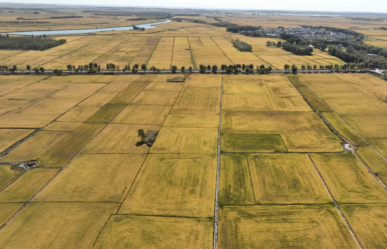 稻花香里说丰年 | 吉林白城市镇赉县：科技领航 盐碱地奏响丰收乐章