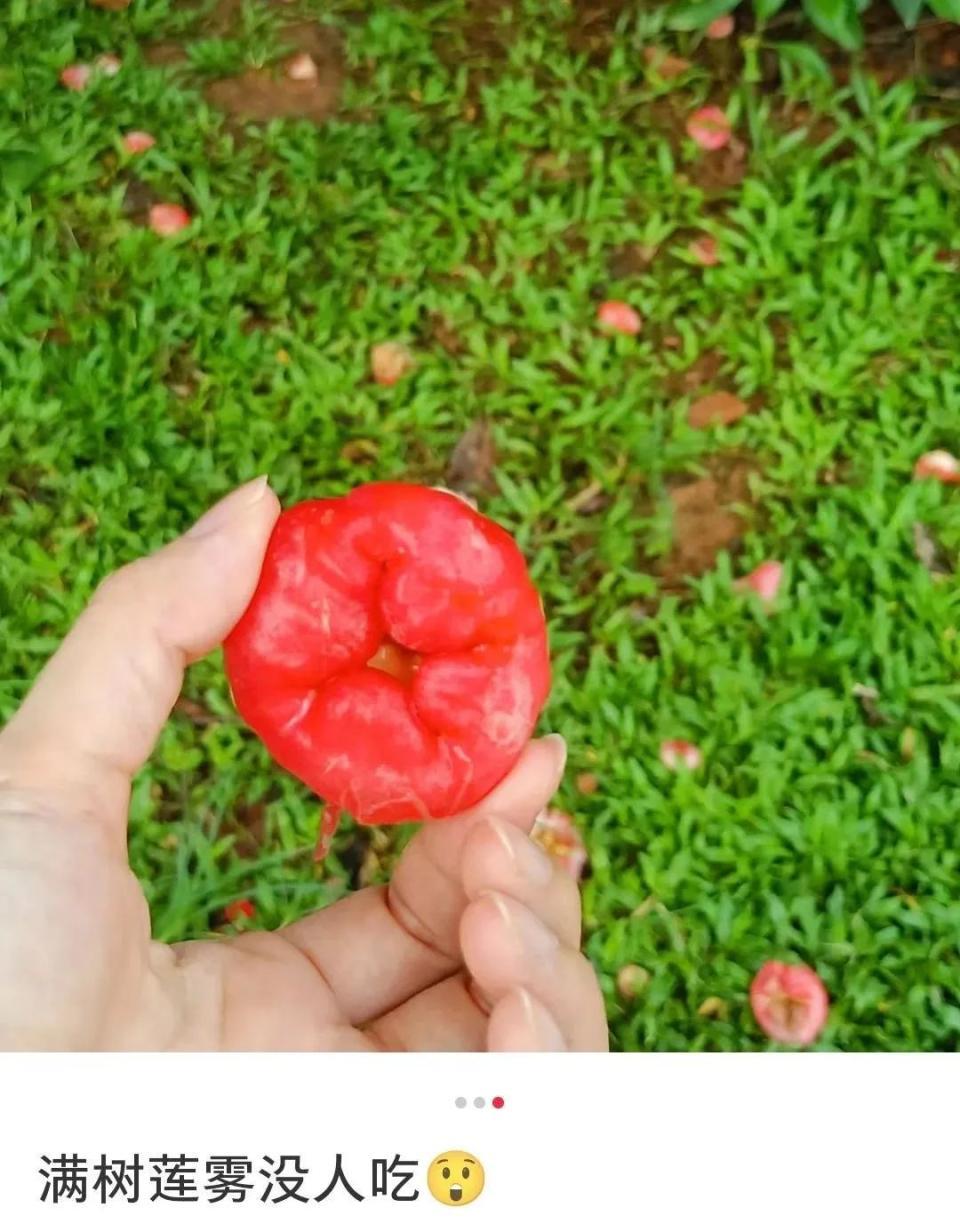广东水果多到落满地都没人捡？广东人：不要是有原因的！