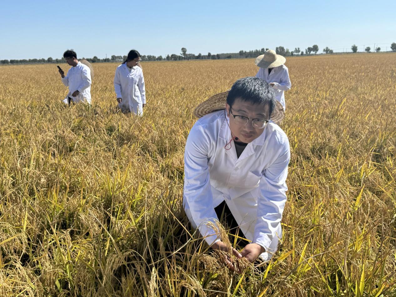 稻花香里说丰年 | 吉林白城市镇赉县：科技领航 盐碱地奏响丰收乐章