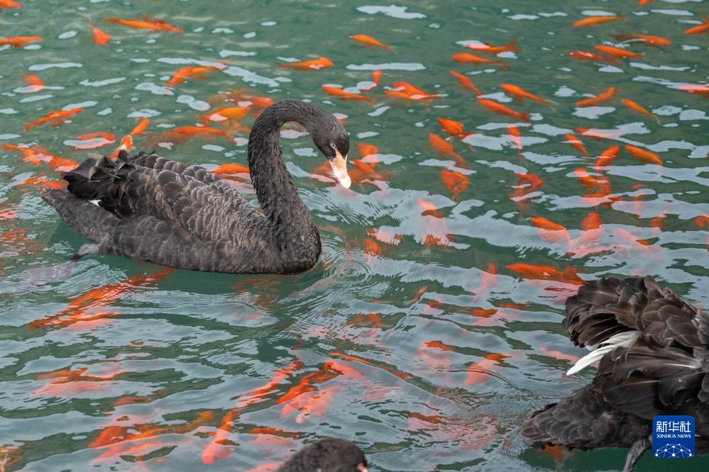 从废弃矿坑到“蓝翡翠”的生态转型