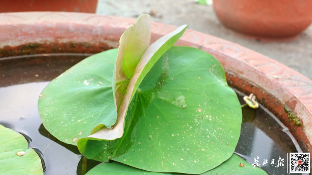 武汉惊现!基因发生变异 武汉惊现!基因发生变异