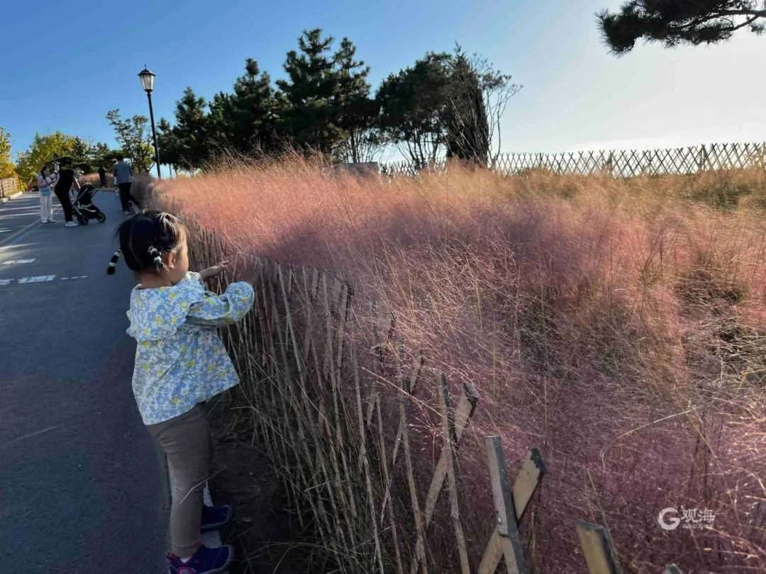 即将大面积出现，就在青岛！网友欢呼：终于等到你！
