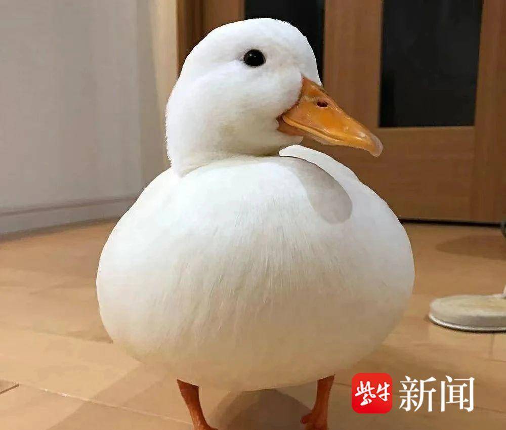 网购柯尔鸭让其单独搭顺风车,5只鸭相继死掉谁担责? 网购柯尔鸭让其单独搭顺风车,5只鸭相继死掉谁担责?