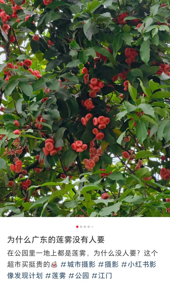 广东水果多到落满地都没人捡？广东人：不要是有原因的！