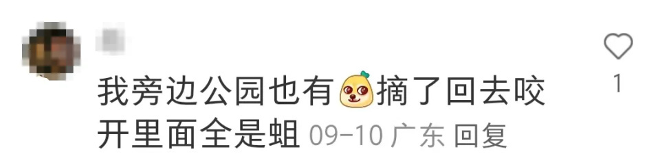 广东水果多到落满地都没人捡？广东人：不要是有原因的！