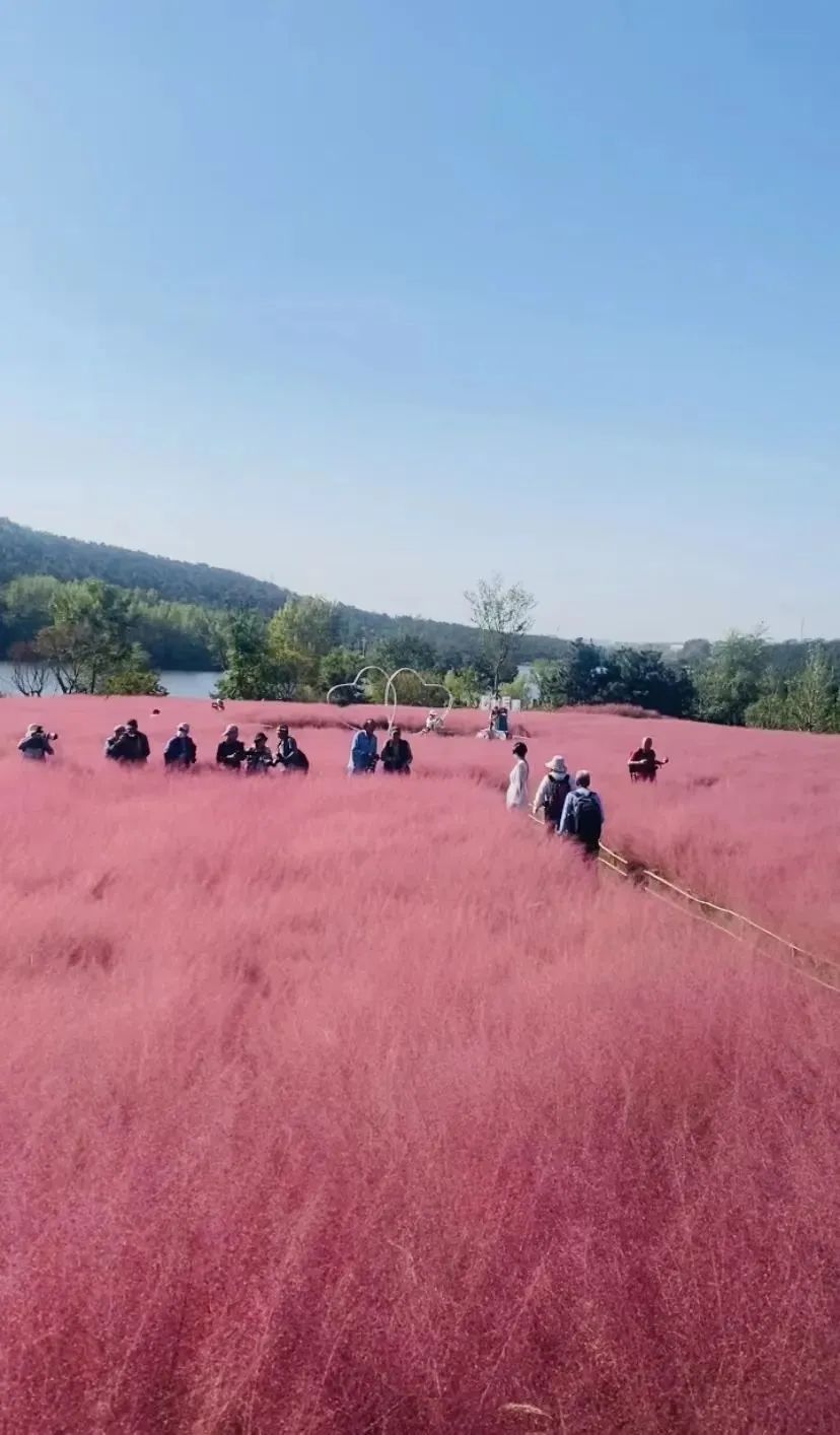 即将大面积出现，就在青岛！网友欢呼：终于等到你！