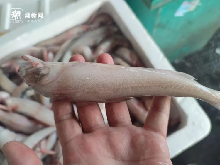 鲜掉眉毛!很多人钟爱的美味大量上市,有的价格跌了近一半! 鲜掉眉毛!很多人钟爱的美味大量上市,有的价格跌了近一半!