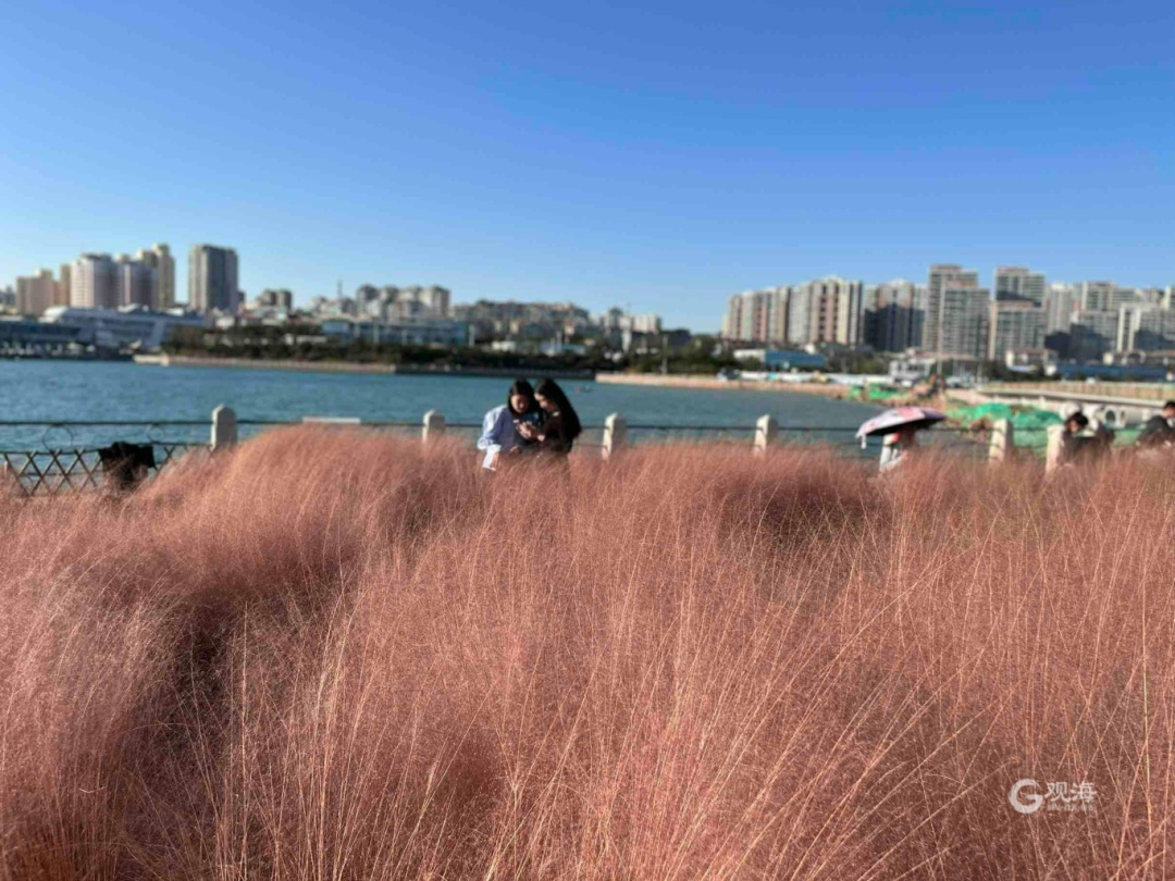 即将大面积出现，就在青岛！网友欢呼：终于等到你！