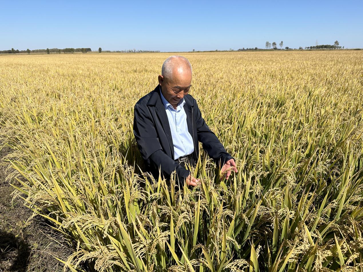 稻花香里说丰年 | 吉林白城市镇赉县：科技领航 盐碱地奏响丰收乐章