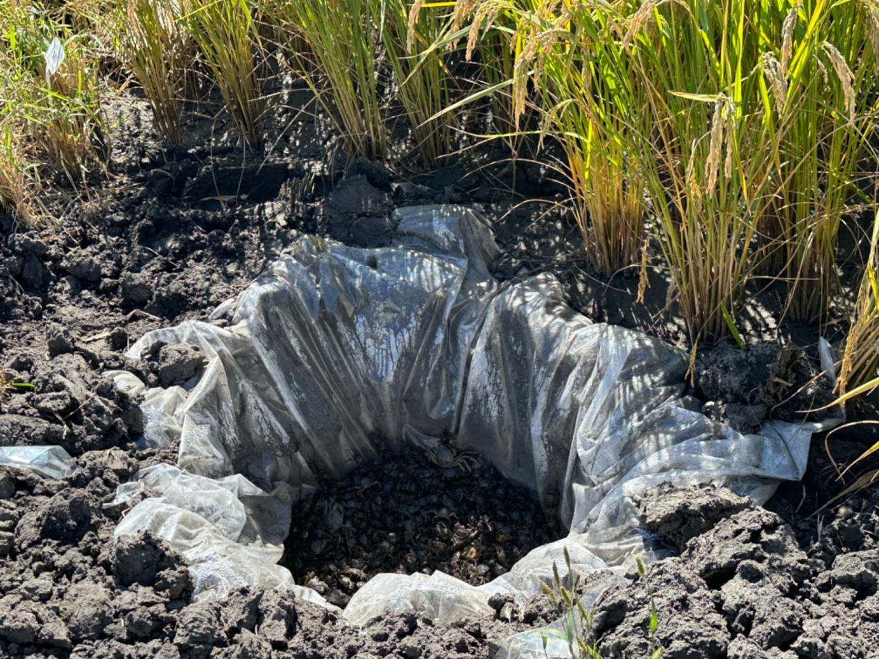 稻花香里说丰年 | 吉林白城市镇赉县：科技领航 盐碱地奏响丰收乐章