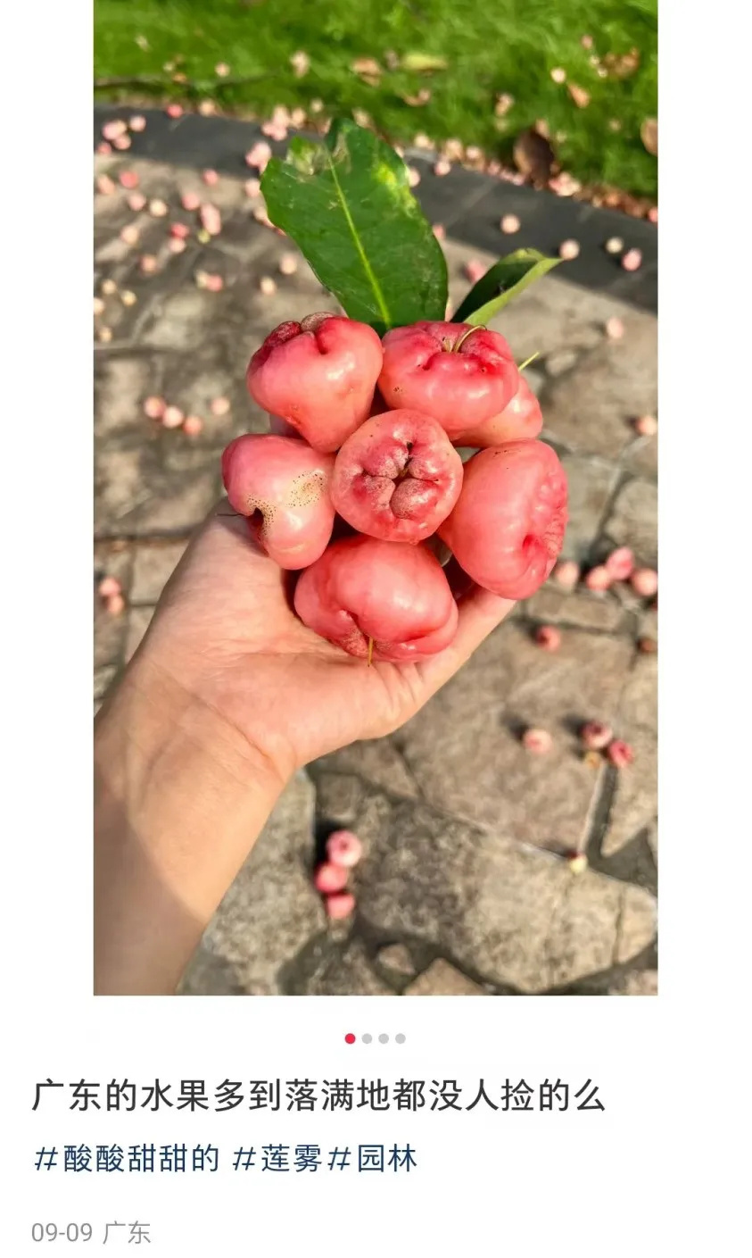 广东水果多到落满地都没人捡？广东人：不要是有原因的！