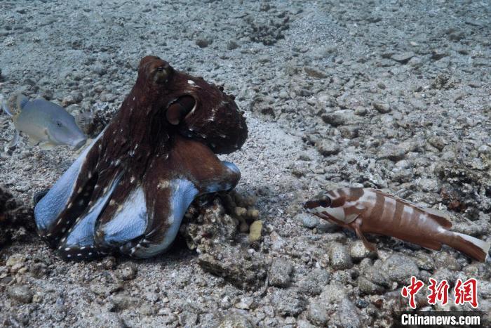 国际最新研究称,章鱼或会与不同鱼类一起捕猎并担当领导者 国际最新研究称,章鱼或会与不同鱼类一起捕猎并担当领导者