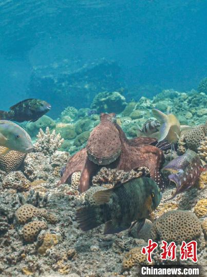 国际最新研究称,章鱼或会与不同鱼类一起捕猎并担当领导者 国际最新研究称,章鱼或会与不同鱼类一起捕猎并担当领导者