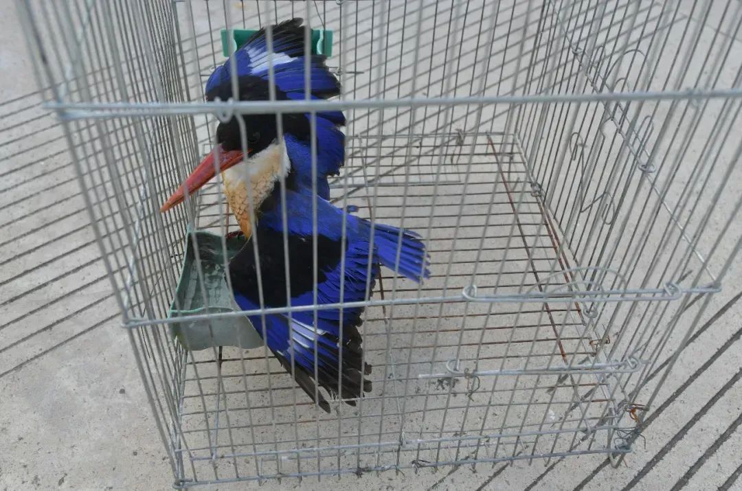 这只美丽的“蓝翡翠” 被成功救助