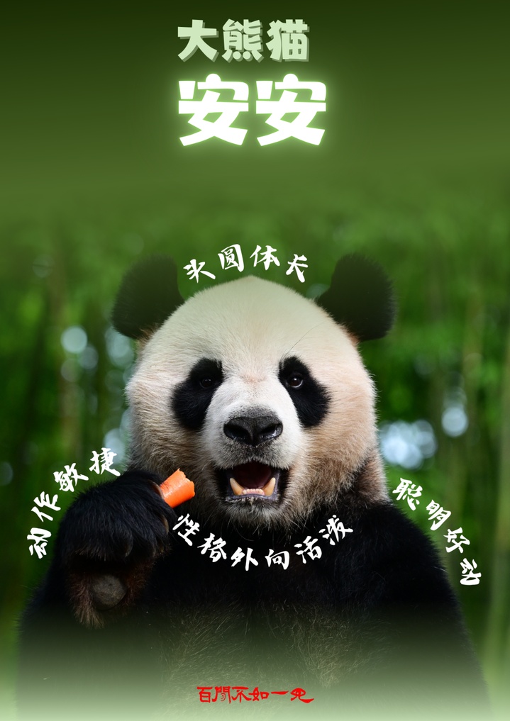 5个关键词揭秘大熊猫赴港全流程