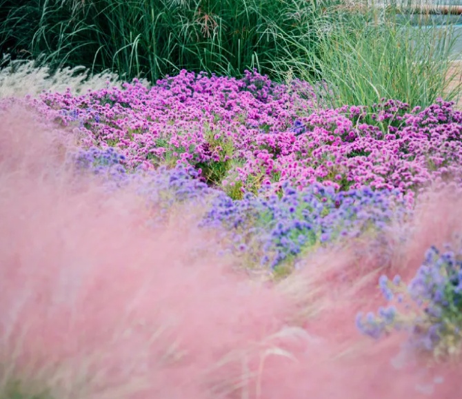即将大面积出现，就在青岛！网友欢呼：终于等到你！