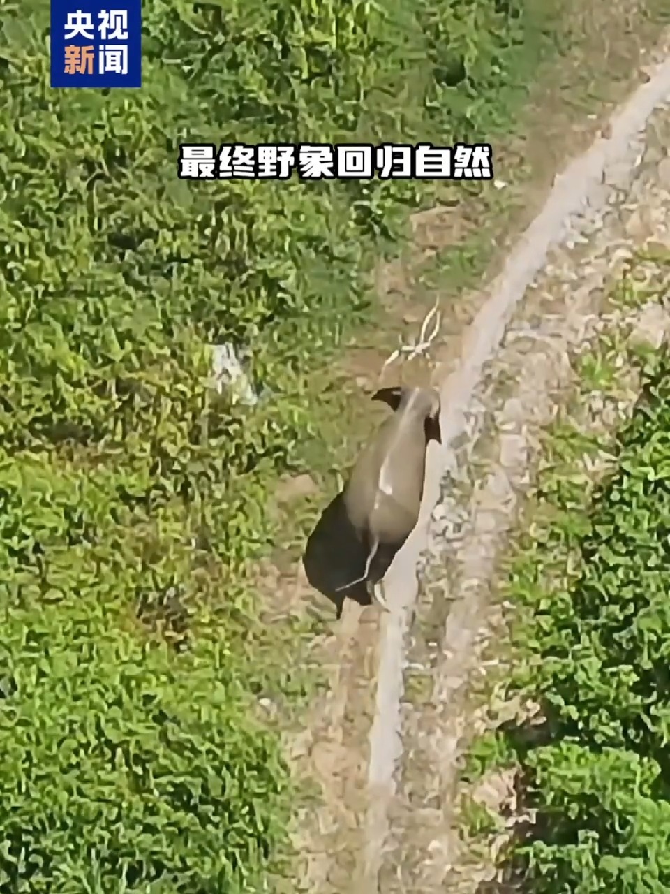 合力救援!野生亚洲象救护记 合力救援!野生亚洲象救护记