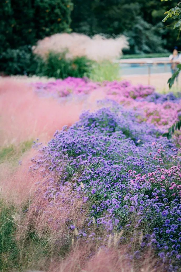 即将大面积出现，就在青岛！网友欢呼：终于等到你！