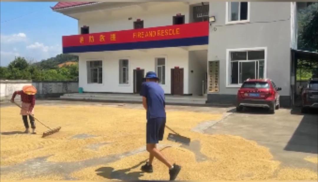 乡里的消防站,变身群众晒谷场 乡里的消防站,变身群众晒谷场