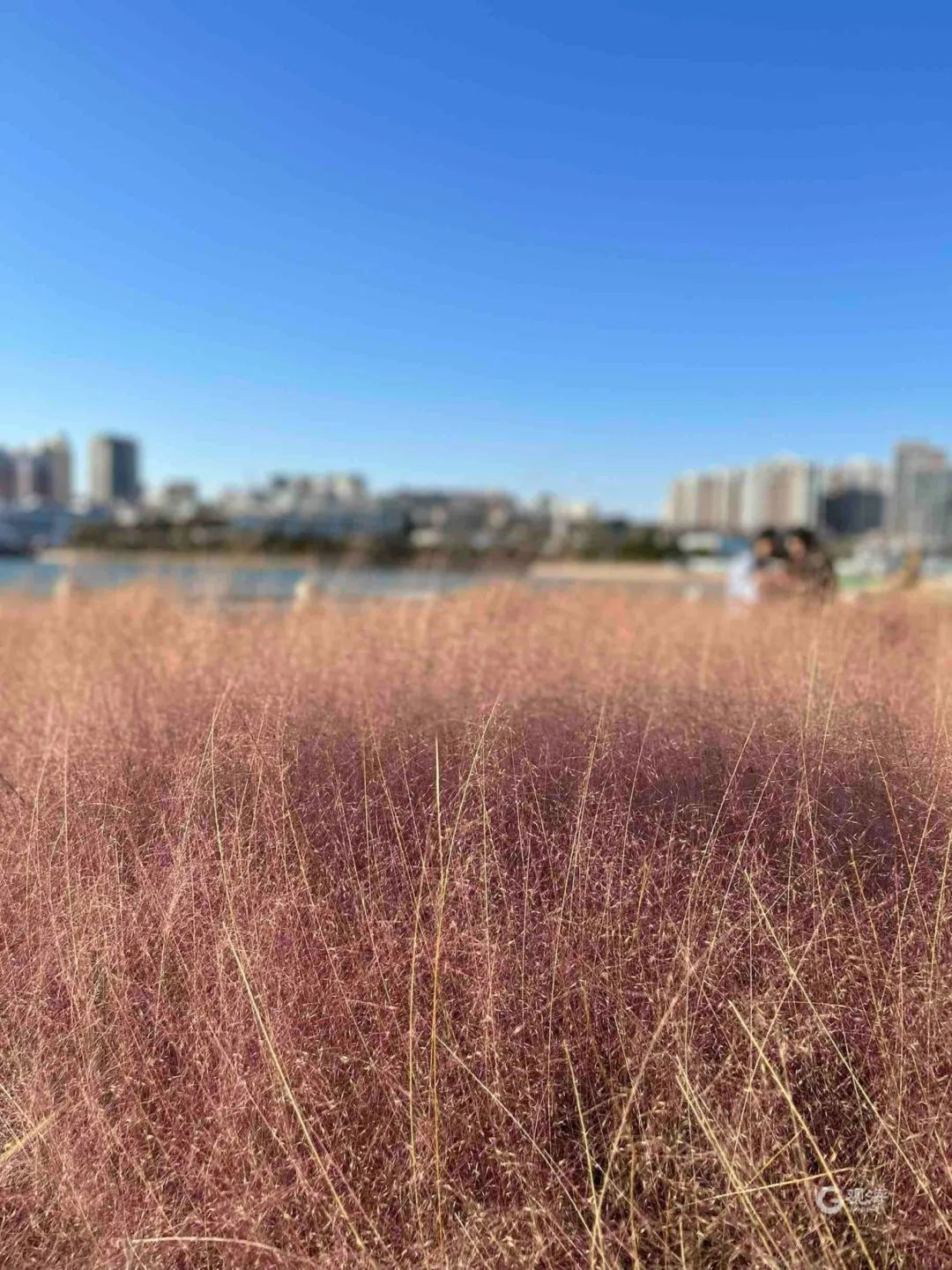 即将大面积出现，就在青岛！网友欢呼：终于等到你！