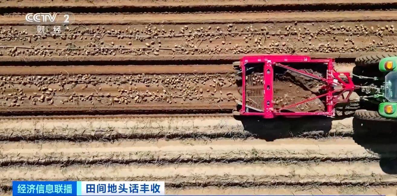 航空育种土豆即将收获 探访最新生长情况 航空育种土豆即将收获 探访最新生长情况