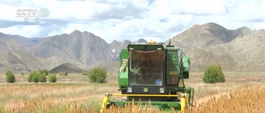 从高原农田到全球餐桌 小藜麦“花”式上新串起大产业