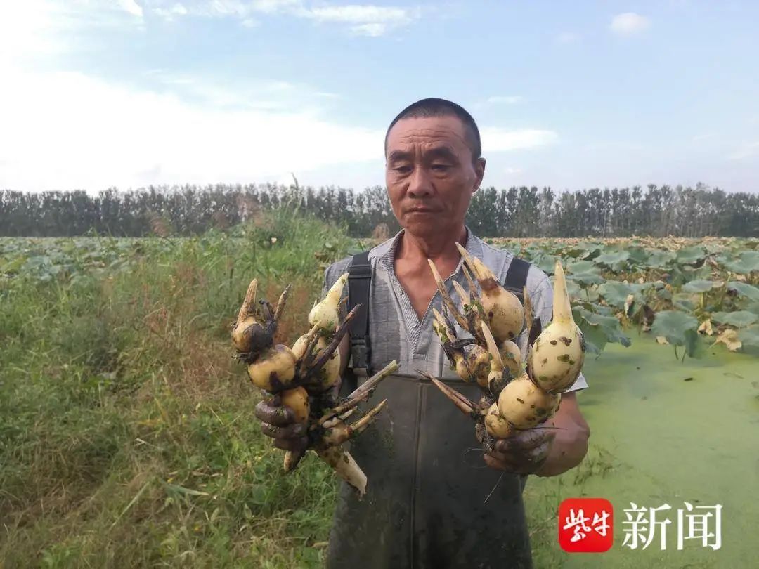 喷错农药!300亩莲藕缩成“糖葫芦” 喷错农药!300亩莲藕缩成“糖葫芦”