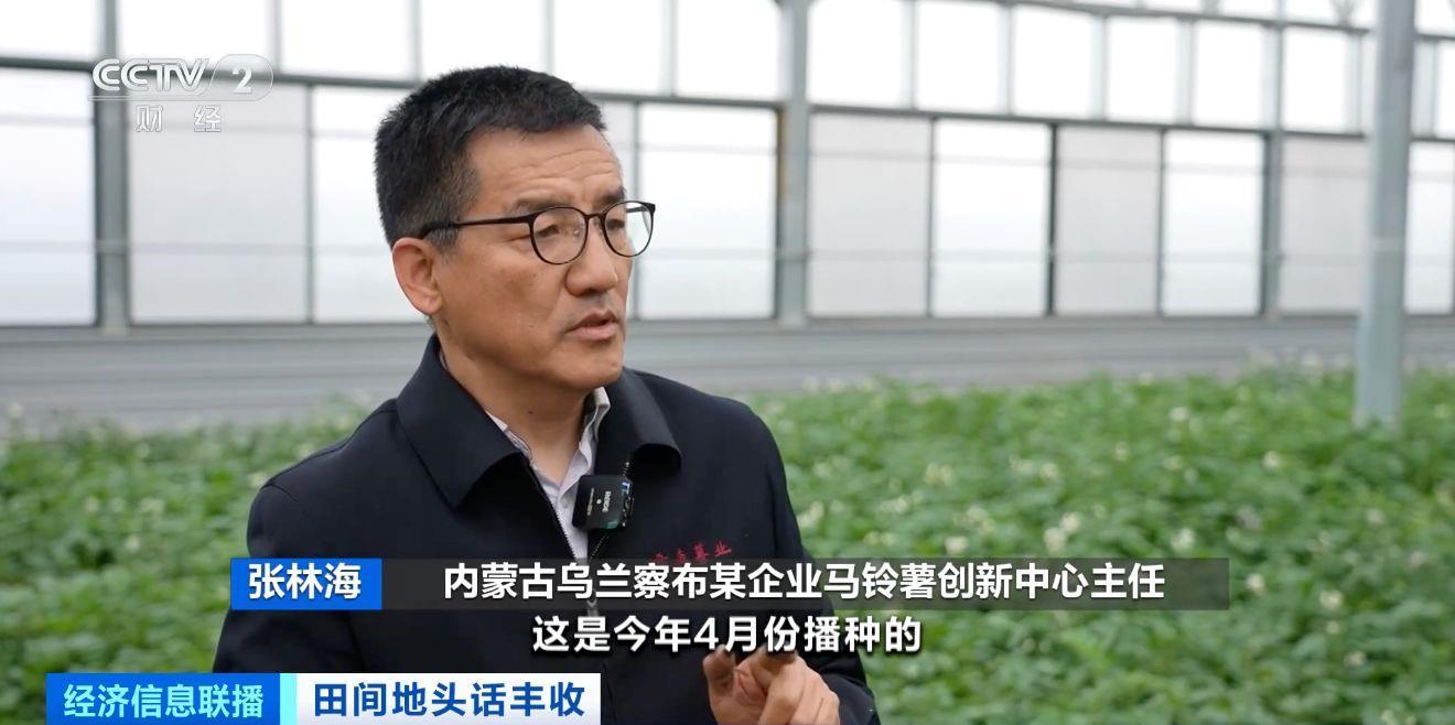 航空育种土豆即将收获 探访最新生长情况 航空育种土豆即将收获 探访最新生长情况