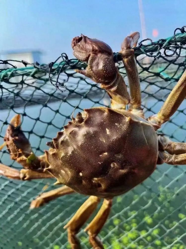 阳澄湖大闸蟹开捕,蟹农:目前成熟率约30%!警惕“预售诈骗” 阳澄湖大闸蟹开捕,蟹农:目前成熟率约30%!警惕“预售诈骗”