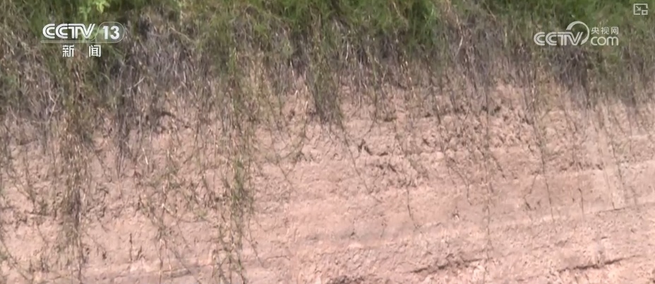 文化中国行 | 古老齐长城“蝶变”新生 “智慧帮手”守护千年古韵