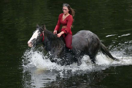 美媒:马是如何被驯化的? 美媒:马是如何被驯化的?